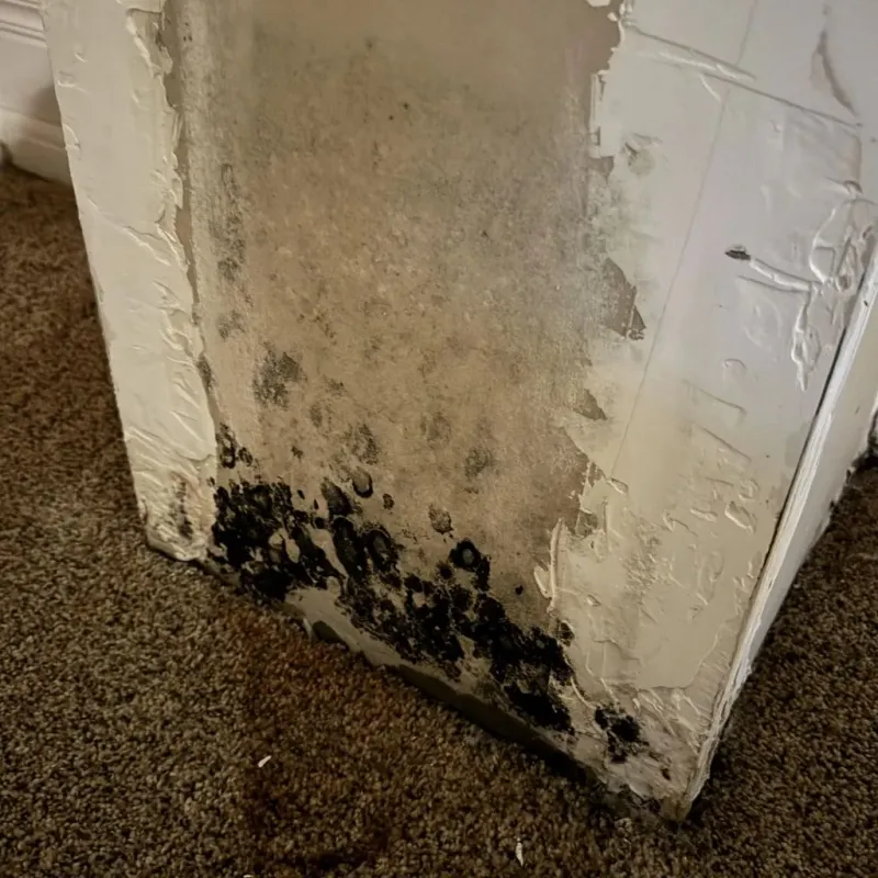 Professional Mold Removal in Camden County, MO